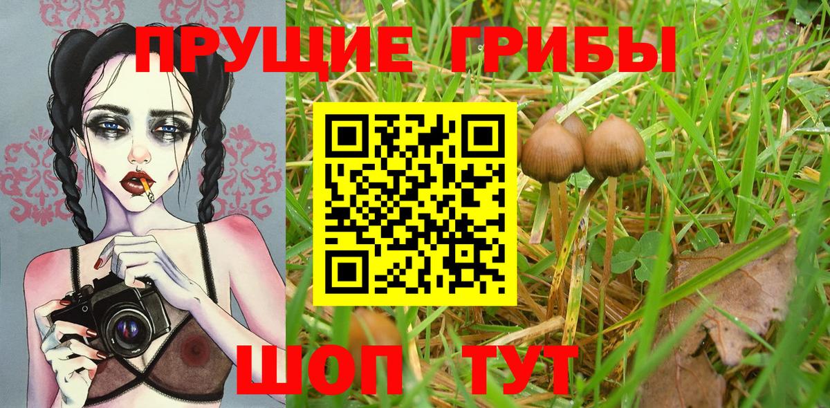 Псилоцибиновые грибы Cubensis Прохладный